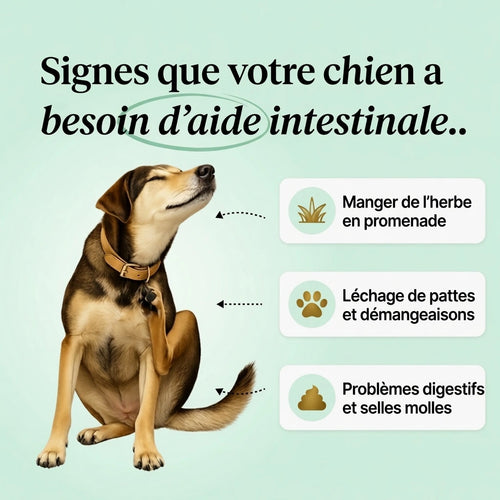 DigestiDog™